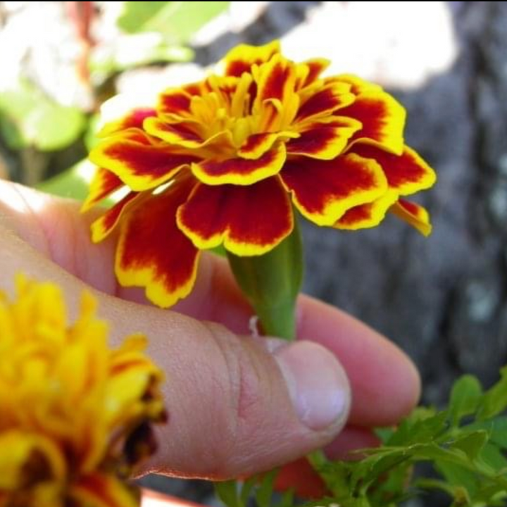 Marigold hand-poured soap