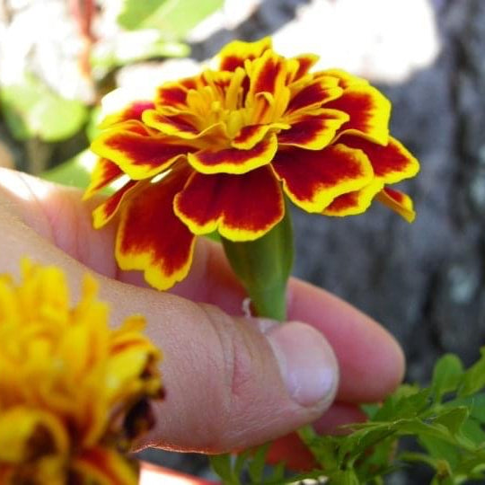 Marigold, hand-poured natural soy candles